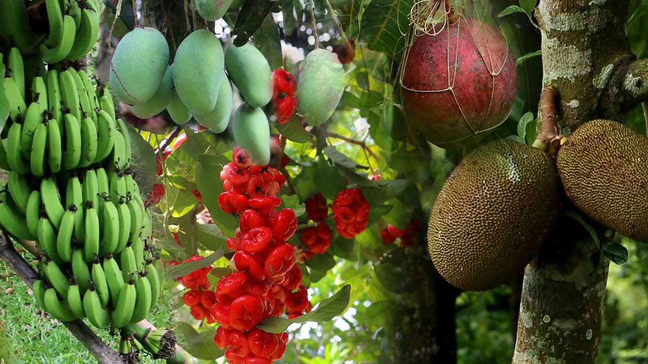 Orchards of Paradise! Organic Fruits Heaven in a Bangladeshi Village | Fruit Tour