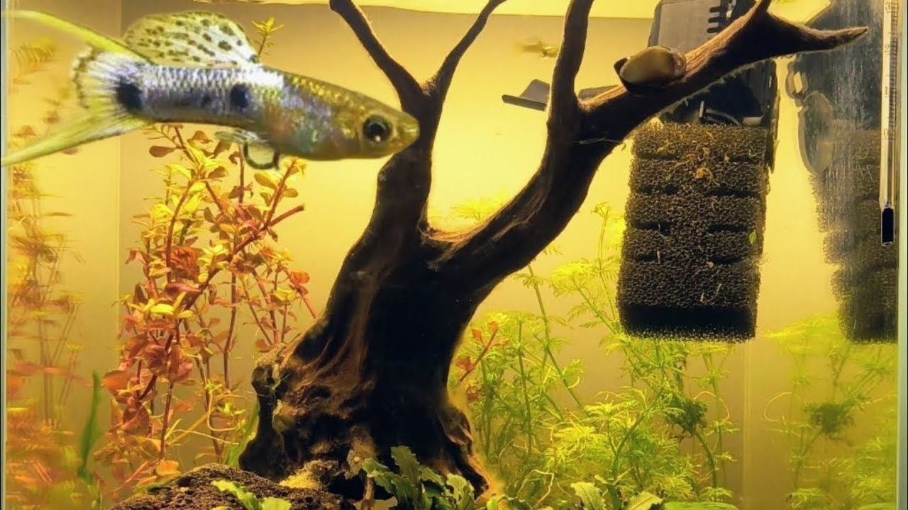 Dirted tank, one week update, adding fish. Guppys, shrimp and snail.