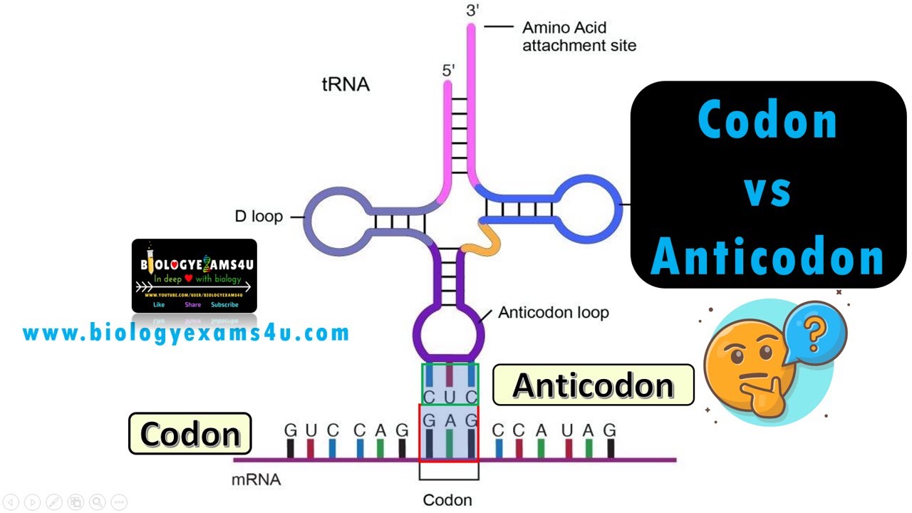 Difference between Codon and Anticodon with examples