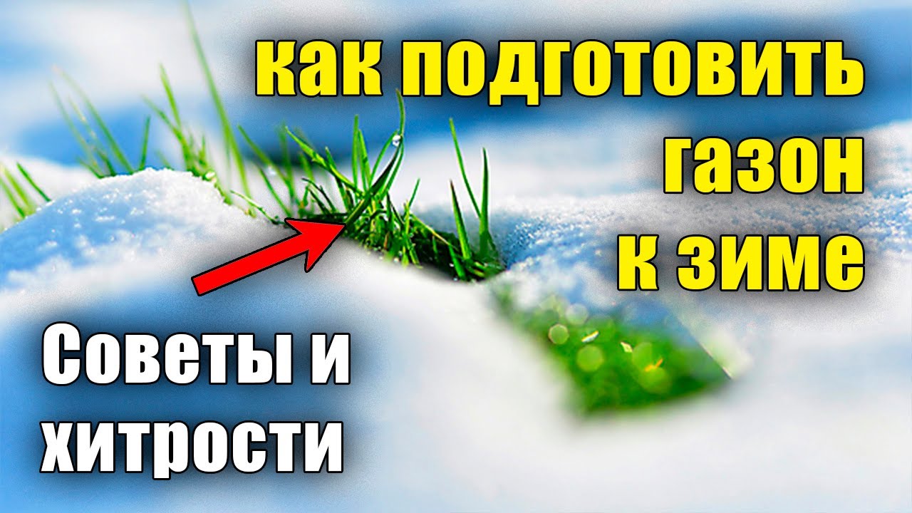 Как подготовить газон к зиме.