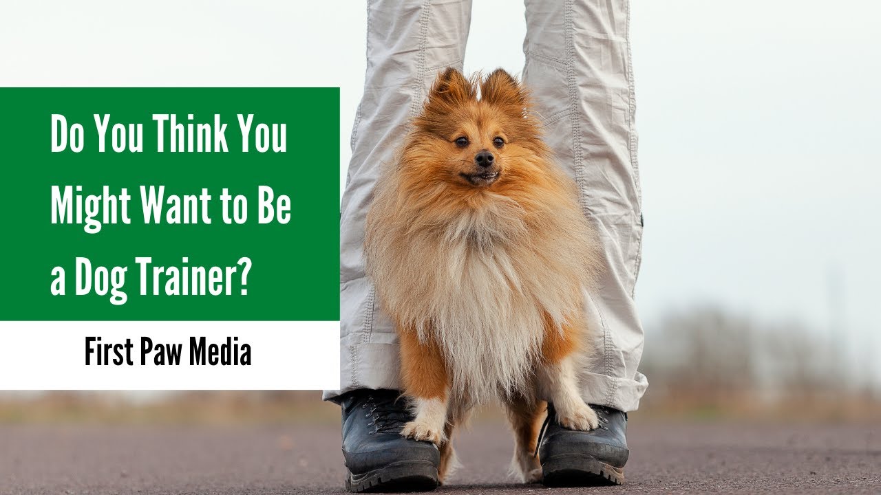 Do You Think You Might Want to Be a Dog Trainer?