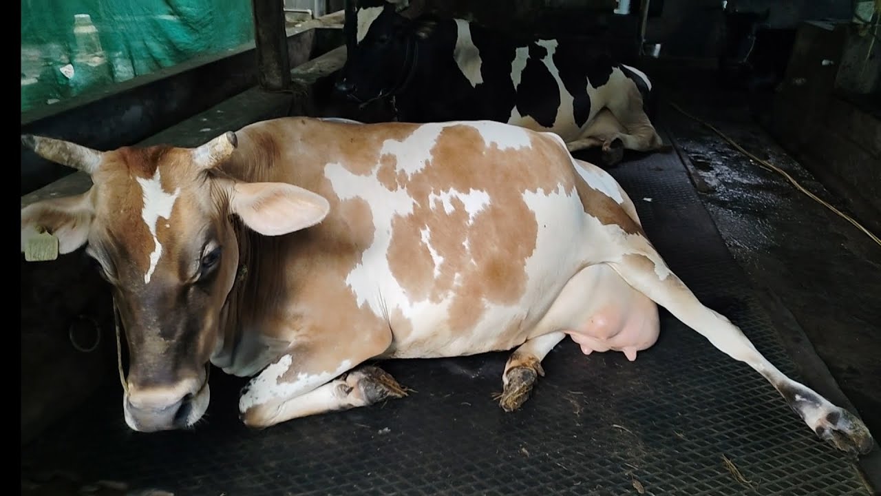 ചക്കര ഇതുവരെയും പ്രസവിച്ചിട്ടില്ല 