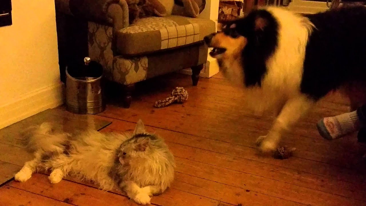 Main Coone vs Rough Collie - Cat FTW!!