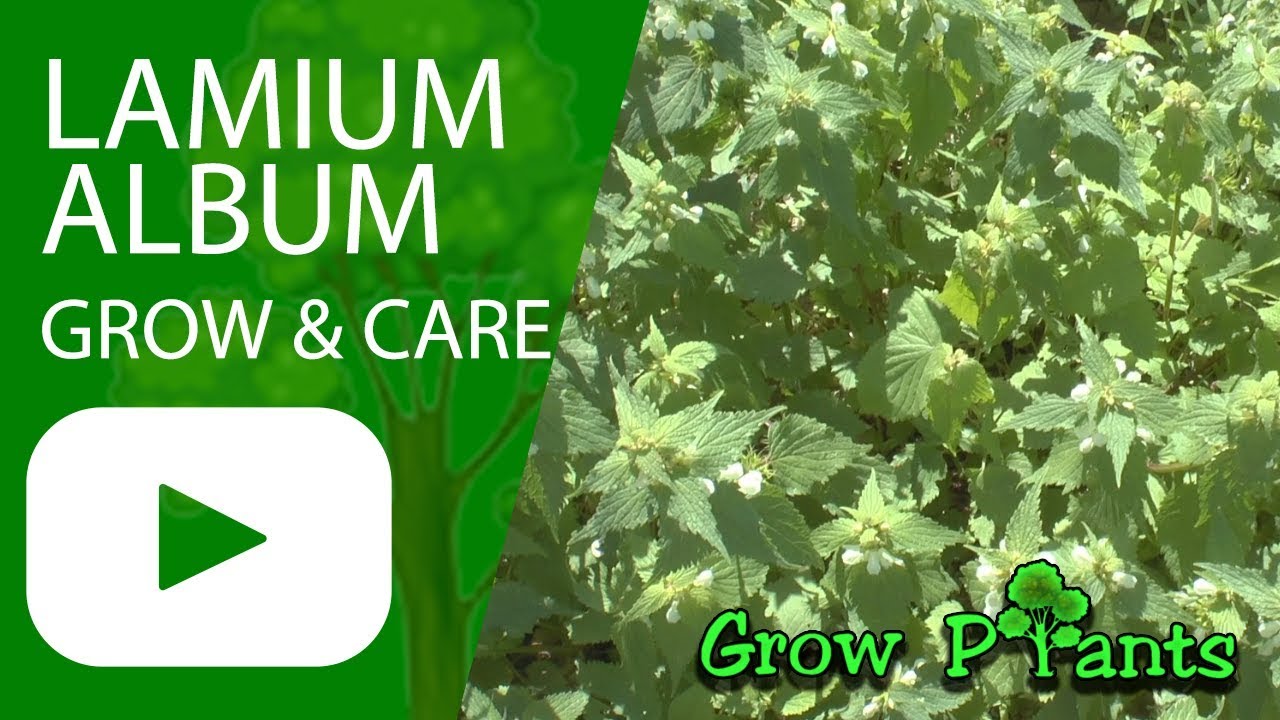 Lamium album - grow & care - White dead-nettle