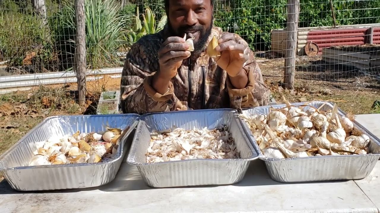 How We Planted 500 Cloves of Garlic in 1 Day