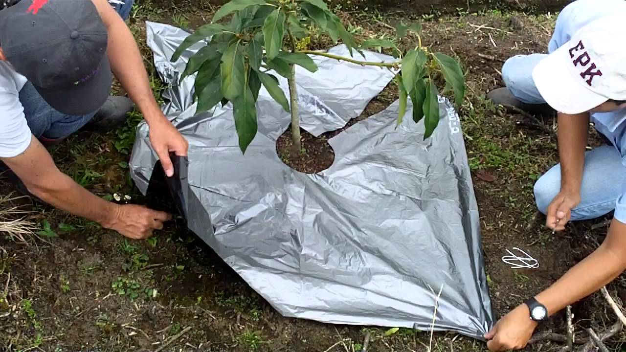 Agroruanas en Aguacate