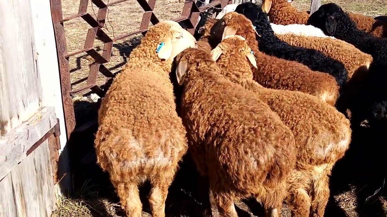 Обзор ягнята 2024 года на продажу /жизнь в деревне /