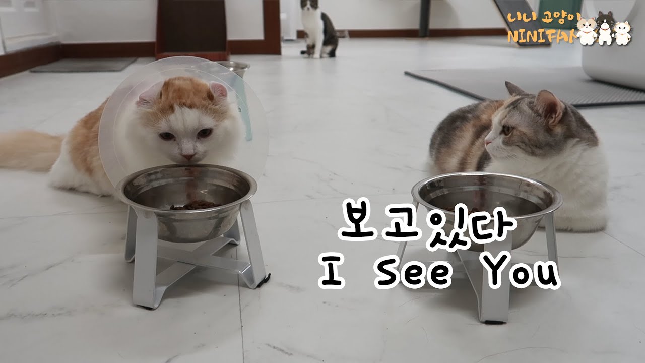 Big Cats Keep Their Eyes on Sick Kitten...!