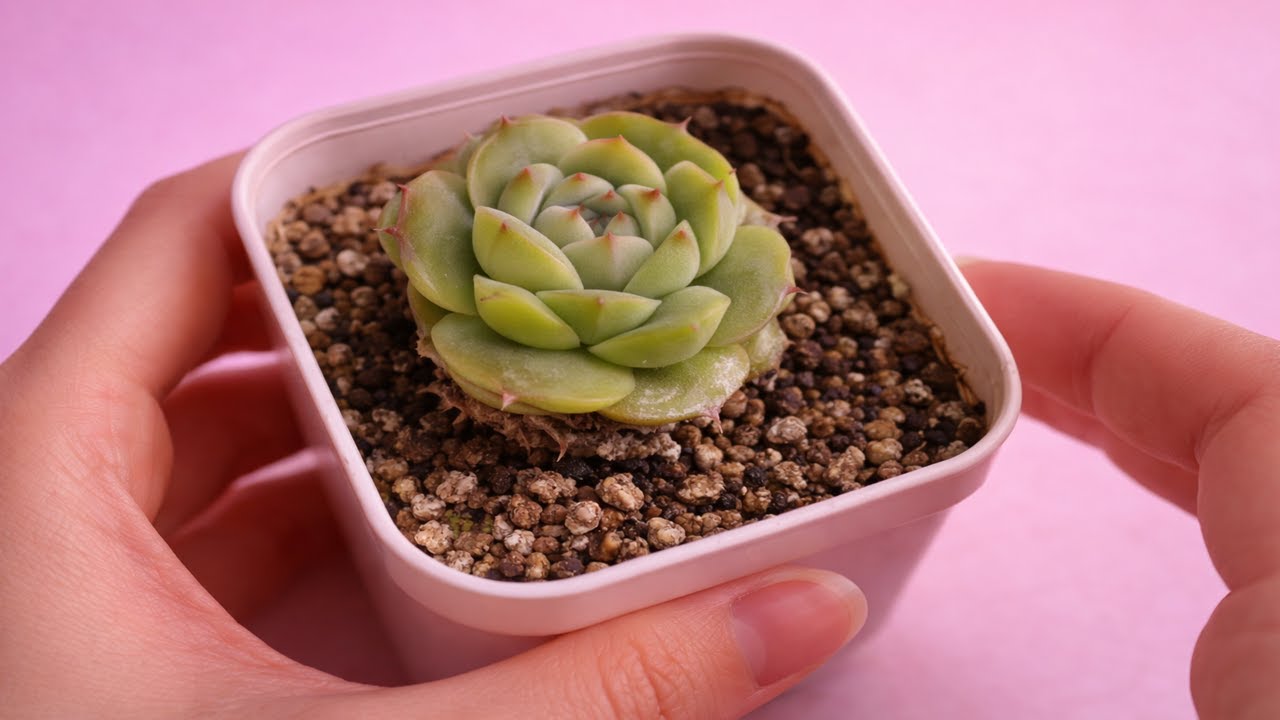 How to Water Succulents Correctly | Avoid Root Rot & Overwatering