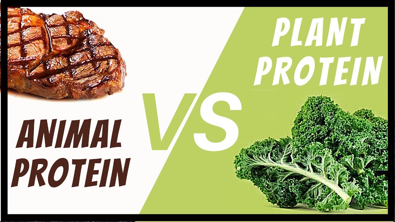 Protein Quality | Animal v. Plant, PDCAAS, DIAAS