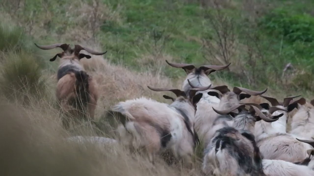 Goat Slomo Headshots