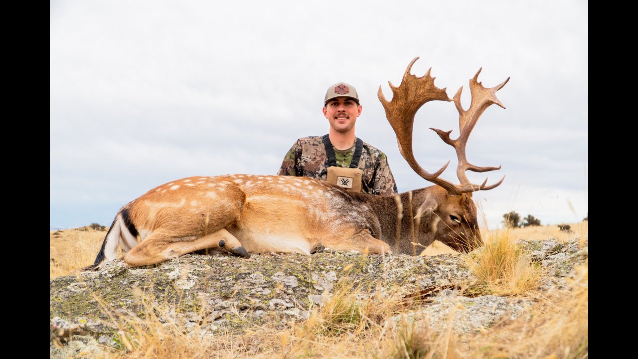 Free Range Fallow Buck Hunting with Blackstone Outfitters New Zealand