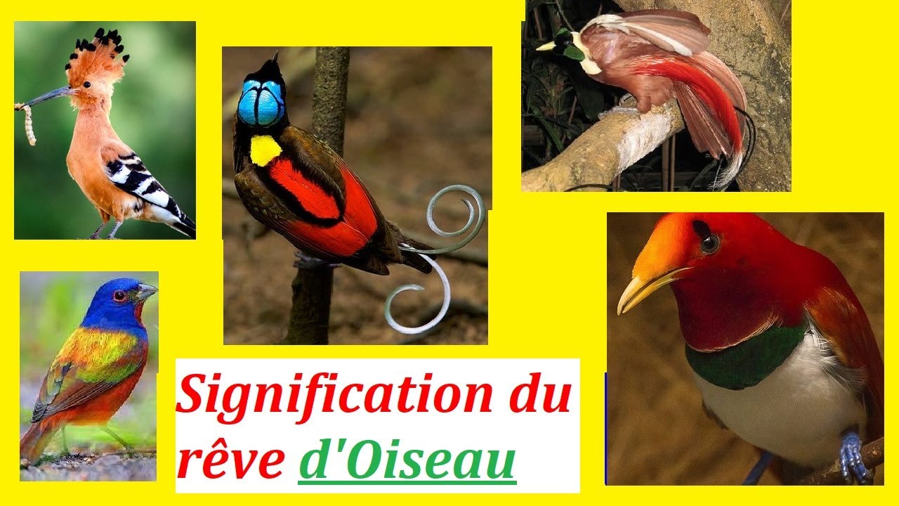 RÊVER DES OISEAUX