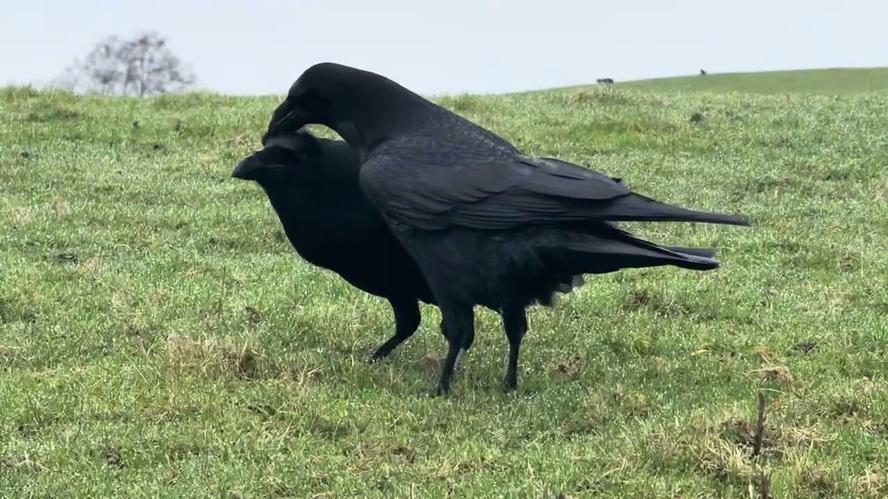 Chortling, Clacking and mutual grooming