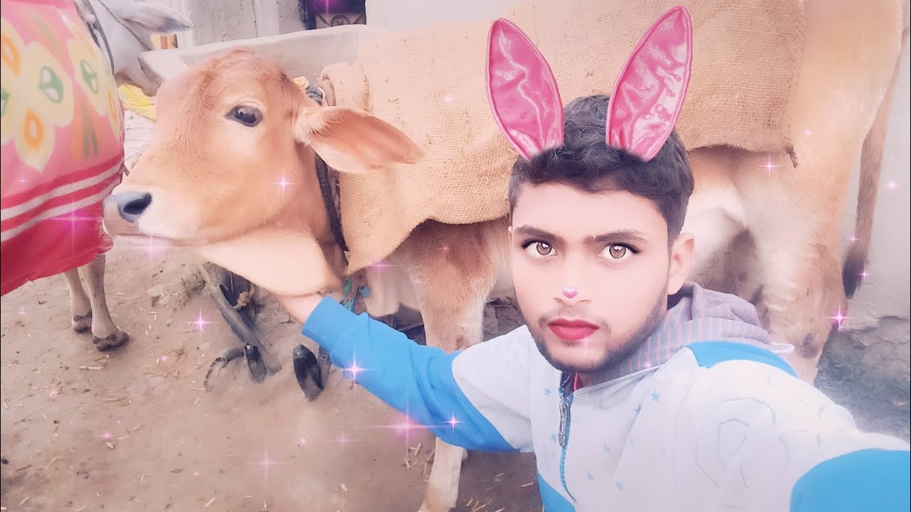 Gau Mata is live