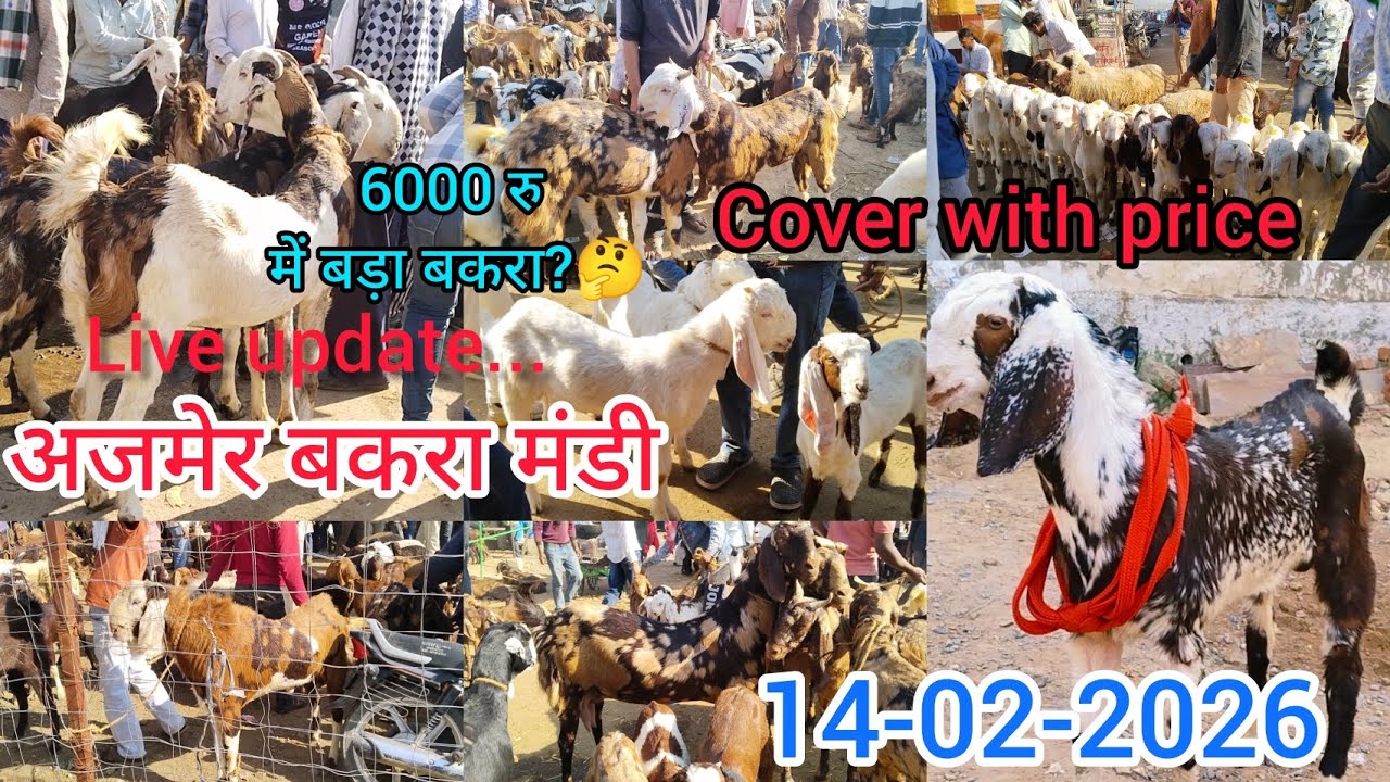 14-02-2026 AJMER BAKRA MANDI LIVE UPDATE COVER WITH PRICE||RAJASTHAN GOAT MARKET LATEST UPDATE 6000