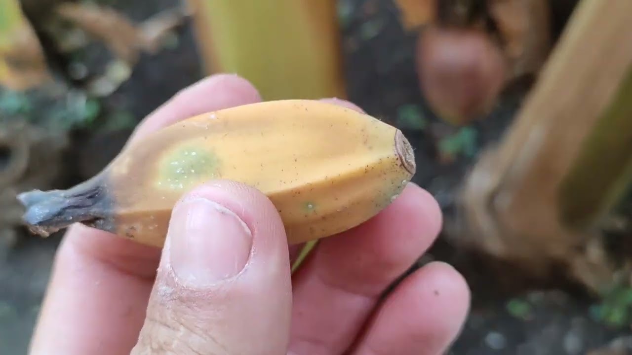 Musa basjoo - tasting Japanese Fibre Banana