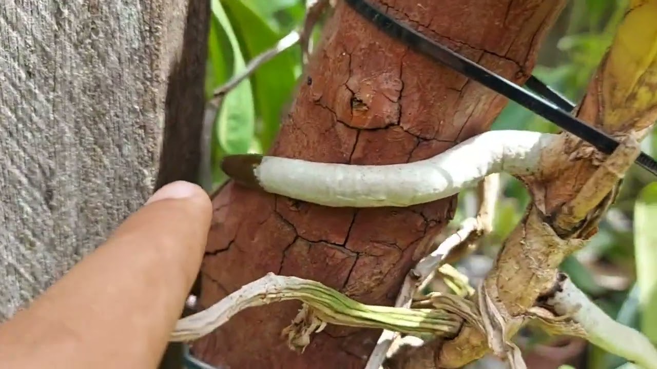 PLANTE SUA VANDA ASSIM E TENHA RAÍZES INCRÍVEIS!!!