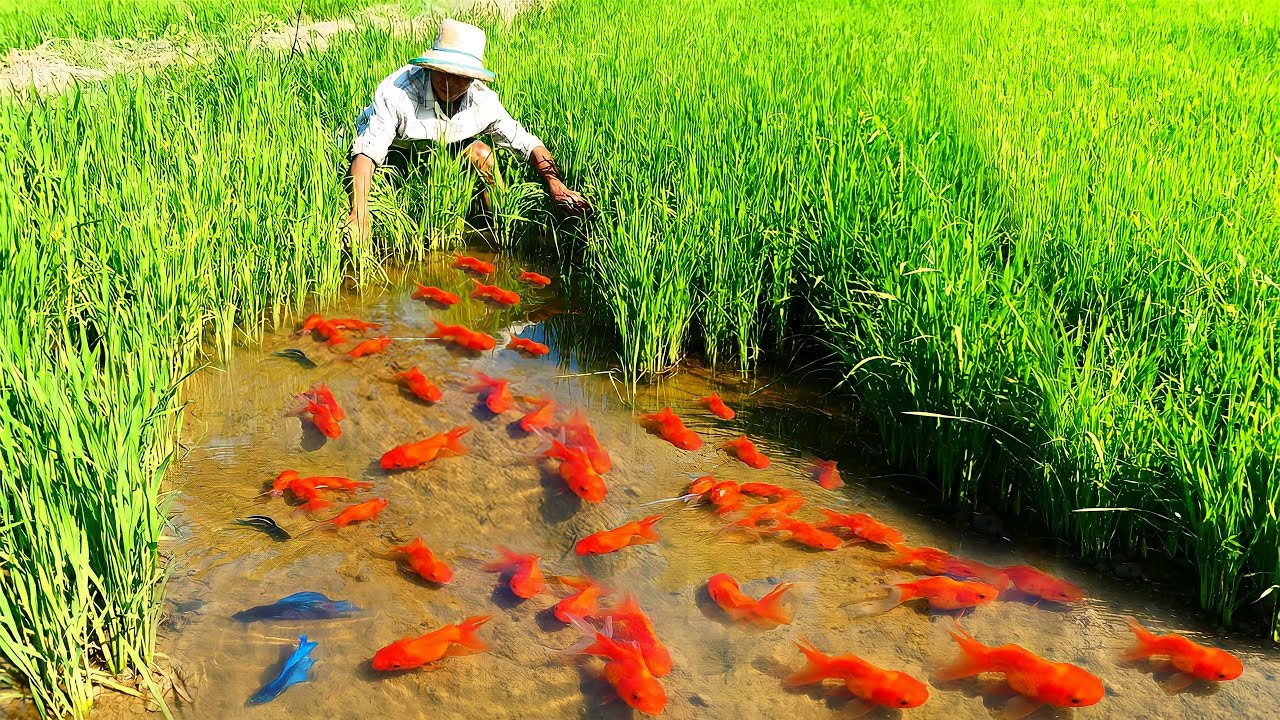 How Ornamental Fish Farmer Raising Thousands of fish and Harvest - Mud pond Last Harvest!!