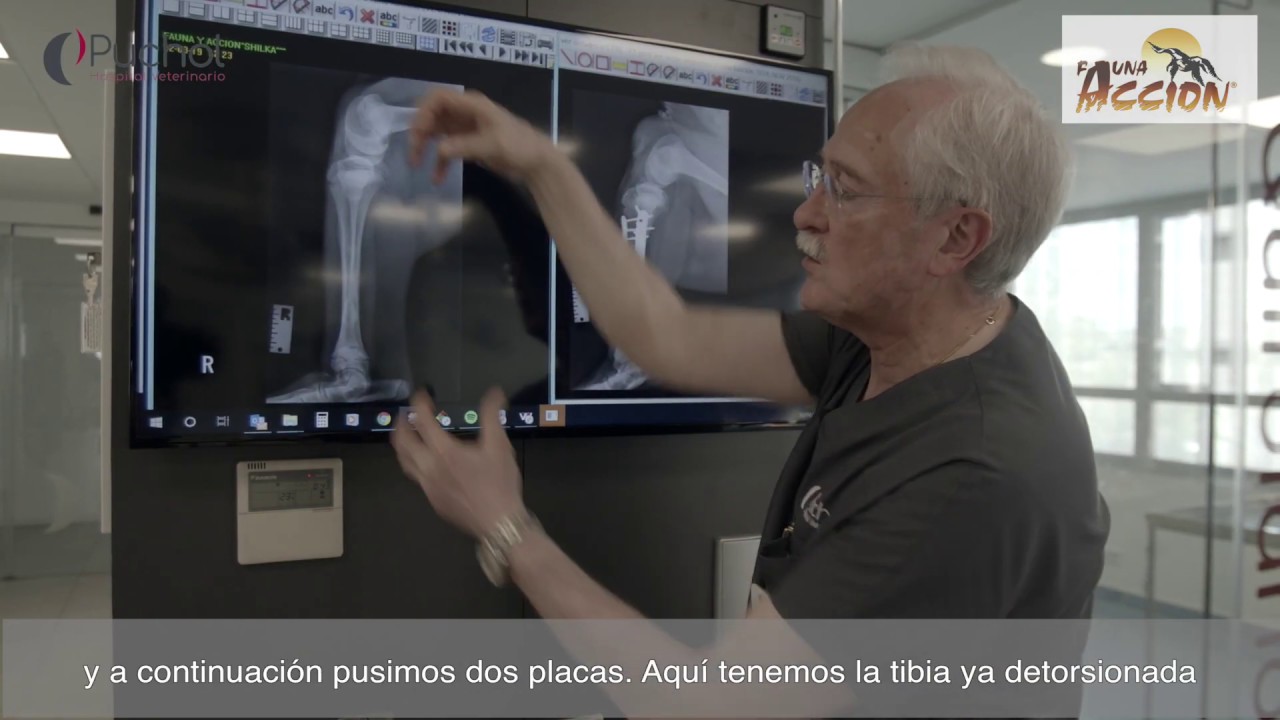 Traumatología: cirugía de la tigresa Shilka | Veterinario Jose Luis Puchol | HVP