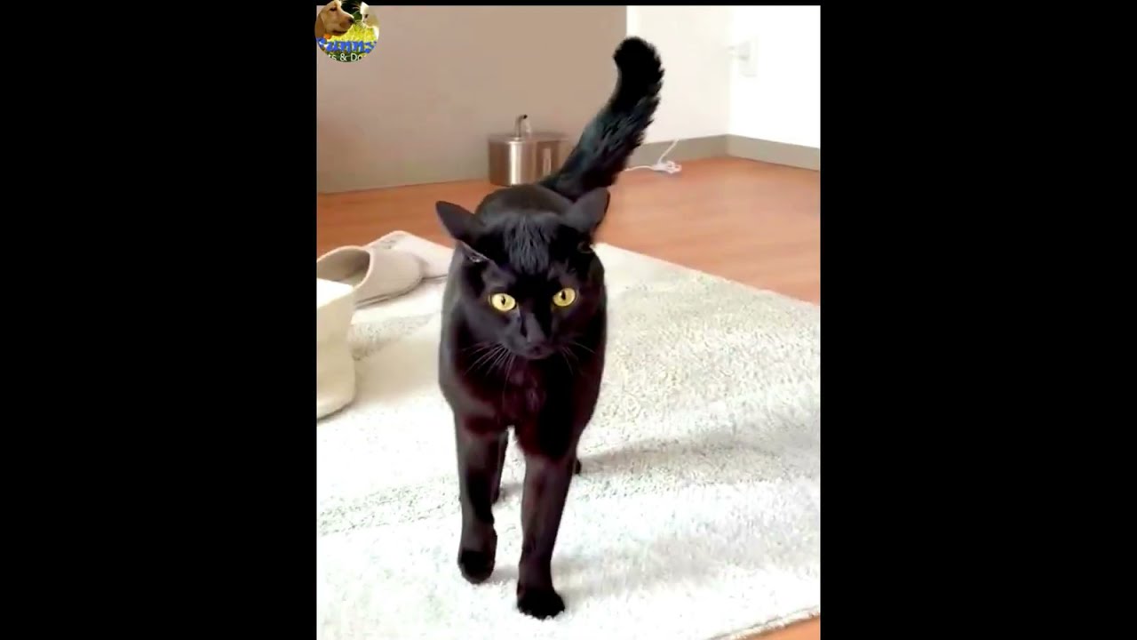 funny cats and dogs videos 🐶🐱funny videos about cats and dogs 😂try not to laugh #cat #dog #animals