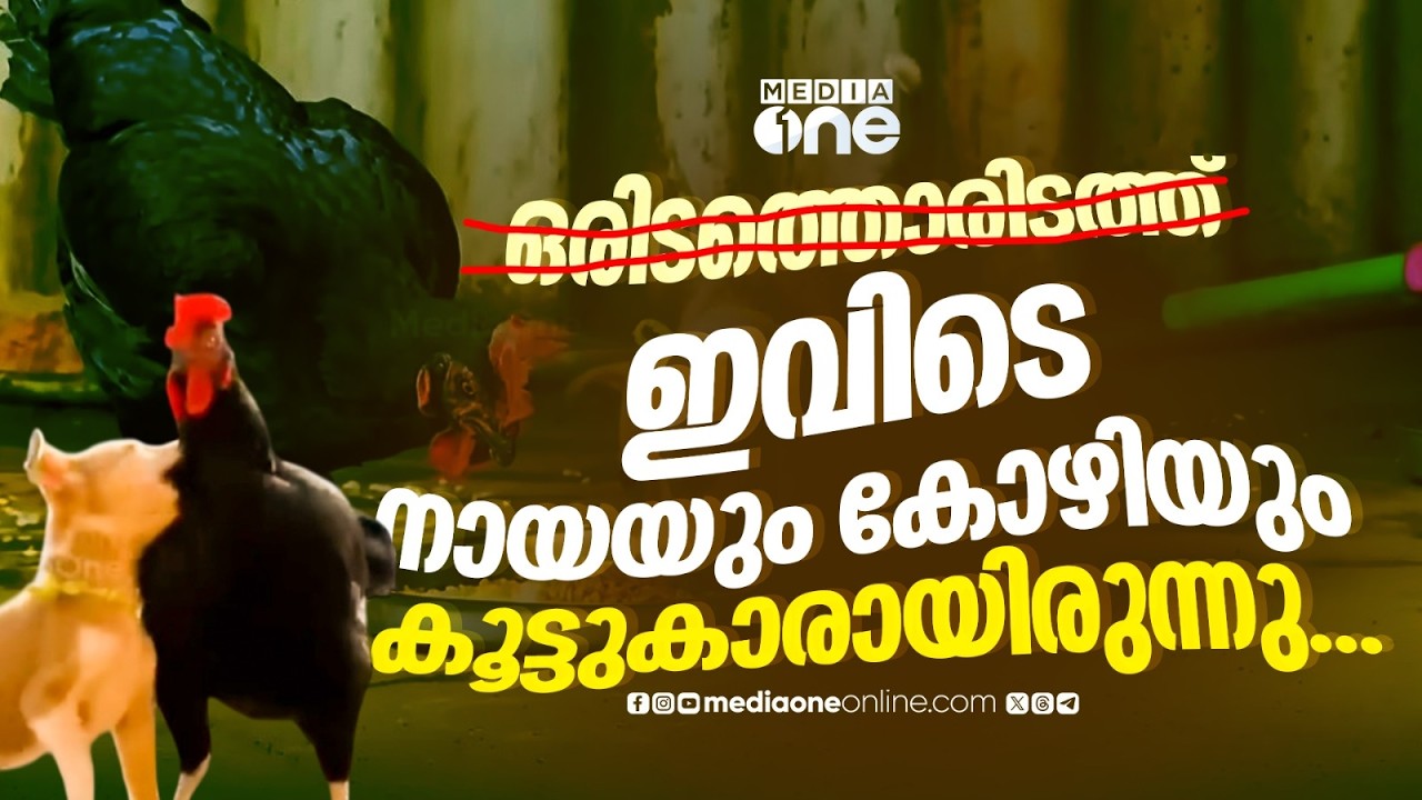 വയനാട് വിസ്മയമായി നായയും കോഴിയും തമ്മിലുള്ള അപൂർവ്വ സൗഹൃദം; കൗതുകം നിറച്ച് ദൃശ്യങ്ങൾ...