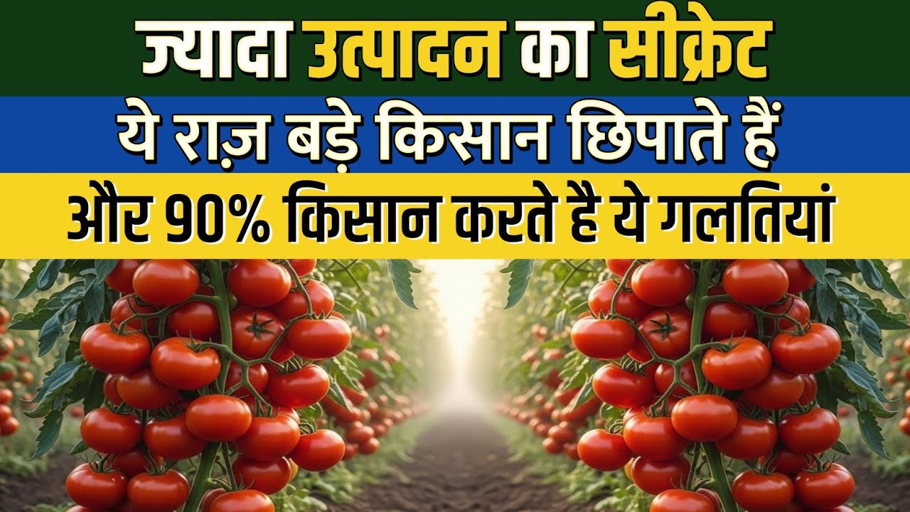 टमाटर की खेती का वो गुप्त तरीका जो कोई नहीं बताएगा | टमाटर में 2 गुना पैदावार का रहस्य 
