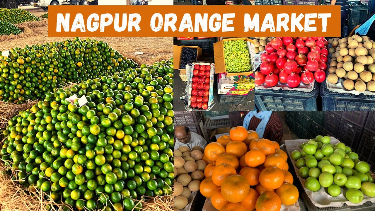 Nagpur orange Market | Wholesale santra Market Nagpur | kalamna fruit market | Nagpurkar Nishant