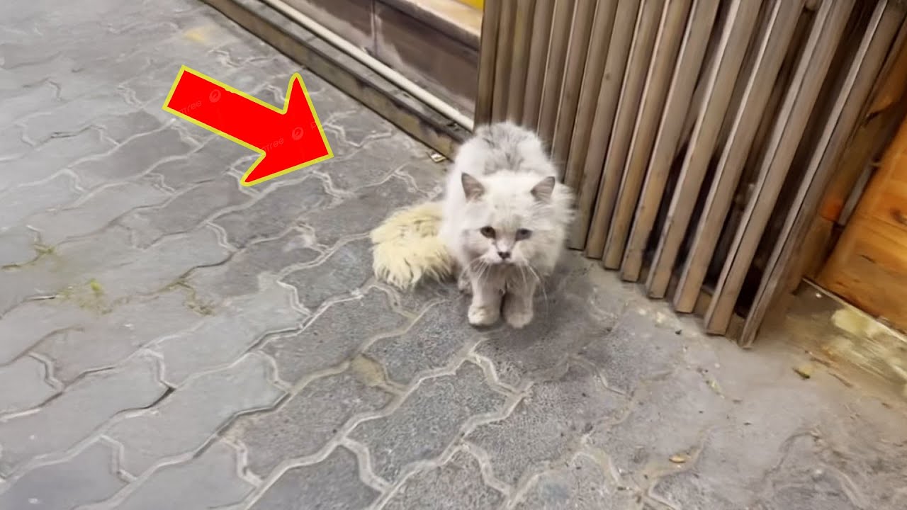 After 3 days without food, the stray cat cried and stood on the side of the road, begging for help.