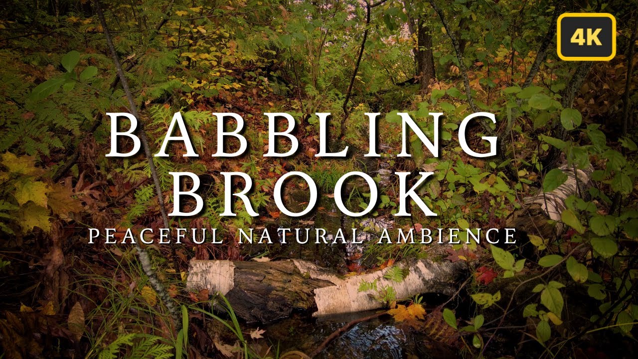 The Sounds of Nature: 1 Hour Relaxing Ambient Soundscape (4K)