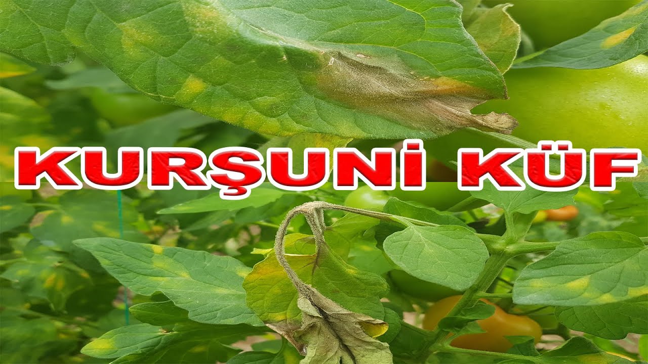 KURŞUNİ KÜF TANIMI, GELİŞİMİ, EPİDEMİ ŞARTLARI VE MÜCADELESİNE BAKIŞ (1. DERS)
