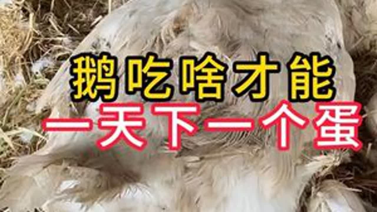 #养殖小知识 #散在大鹅#农村养鹅
