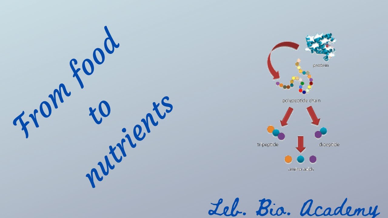 digestion of proteins and lipids