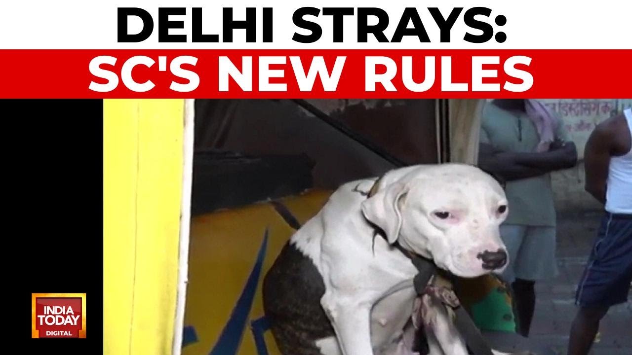 Delhi Stray Dogs: SC Mandates Sterilization and Release; Rabid Dogs Exempted | India Today News
