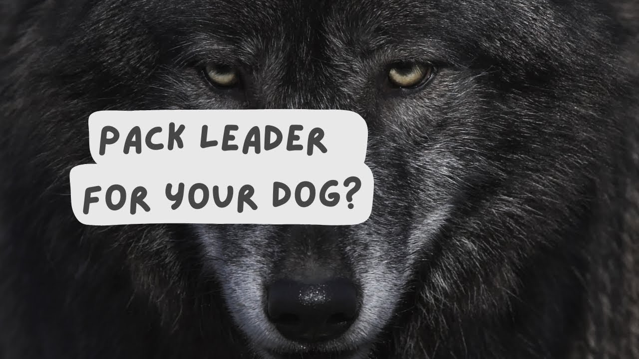 How to be a pack leader for your dog and should you? (Spoiler: no)
