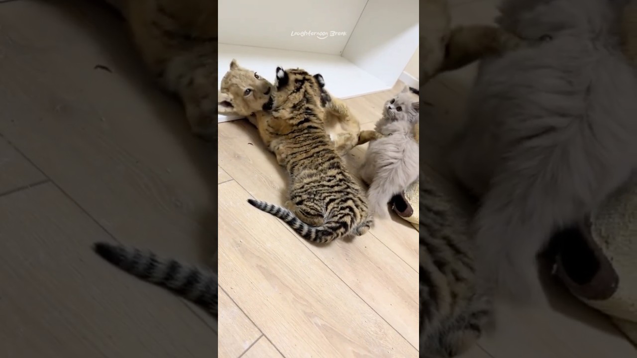 Cutest Cat Family Reunions: Tiger Cub, Lion Cub, and a Cat! 🐱🐯🦁