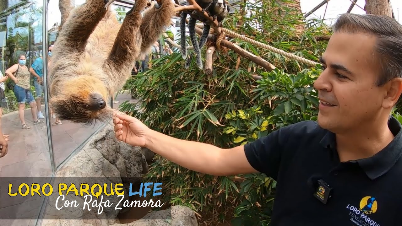 S02E10 - Sloths - Loro Parque LIFE