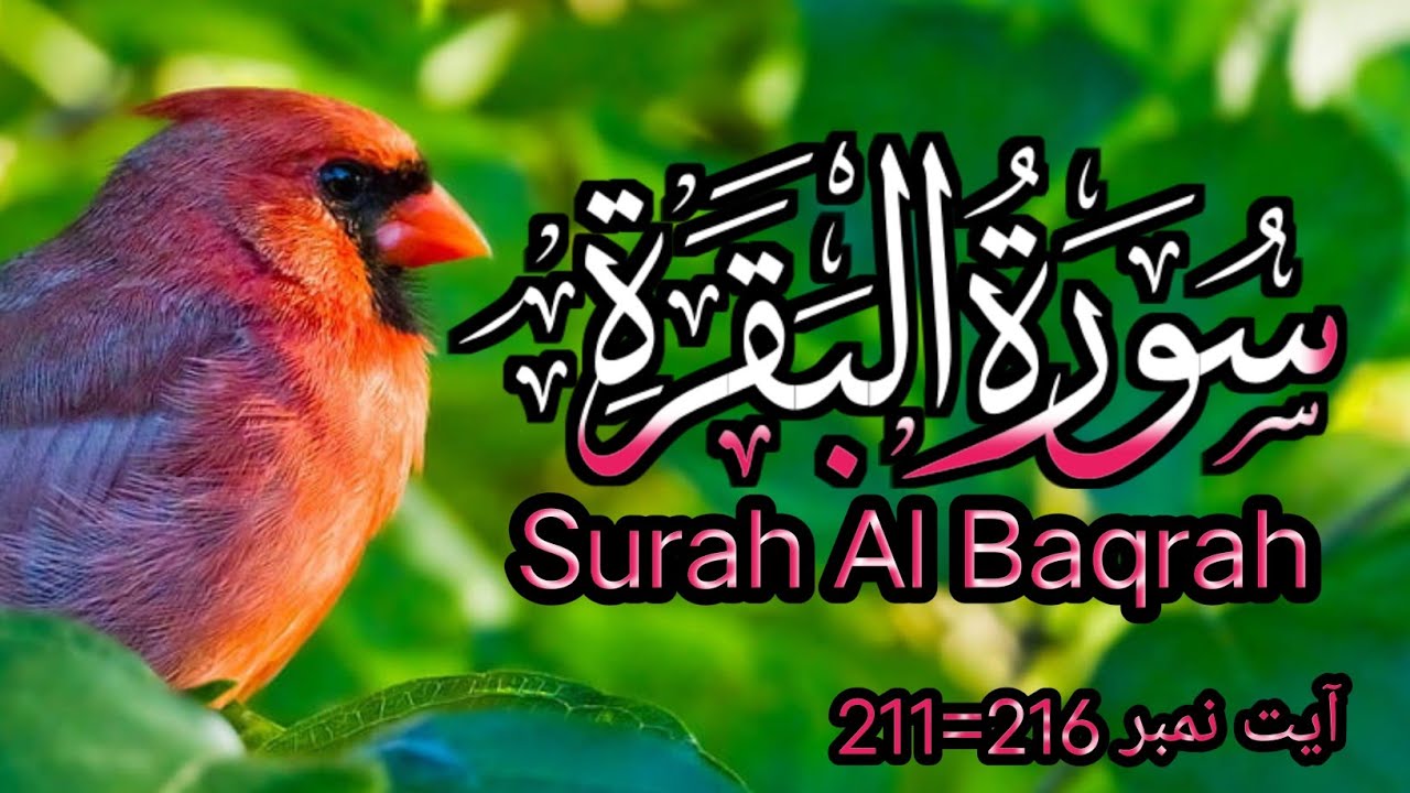 Quran Tilawat Recitation of holy quran Surah Al Baqrah Ayet no 211=216 #Quran E Pak Ki Tilawat Surah