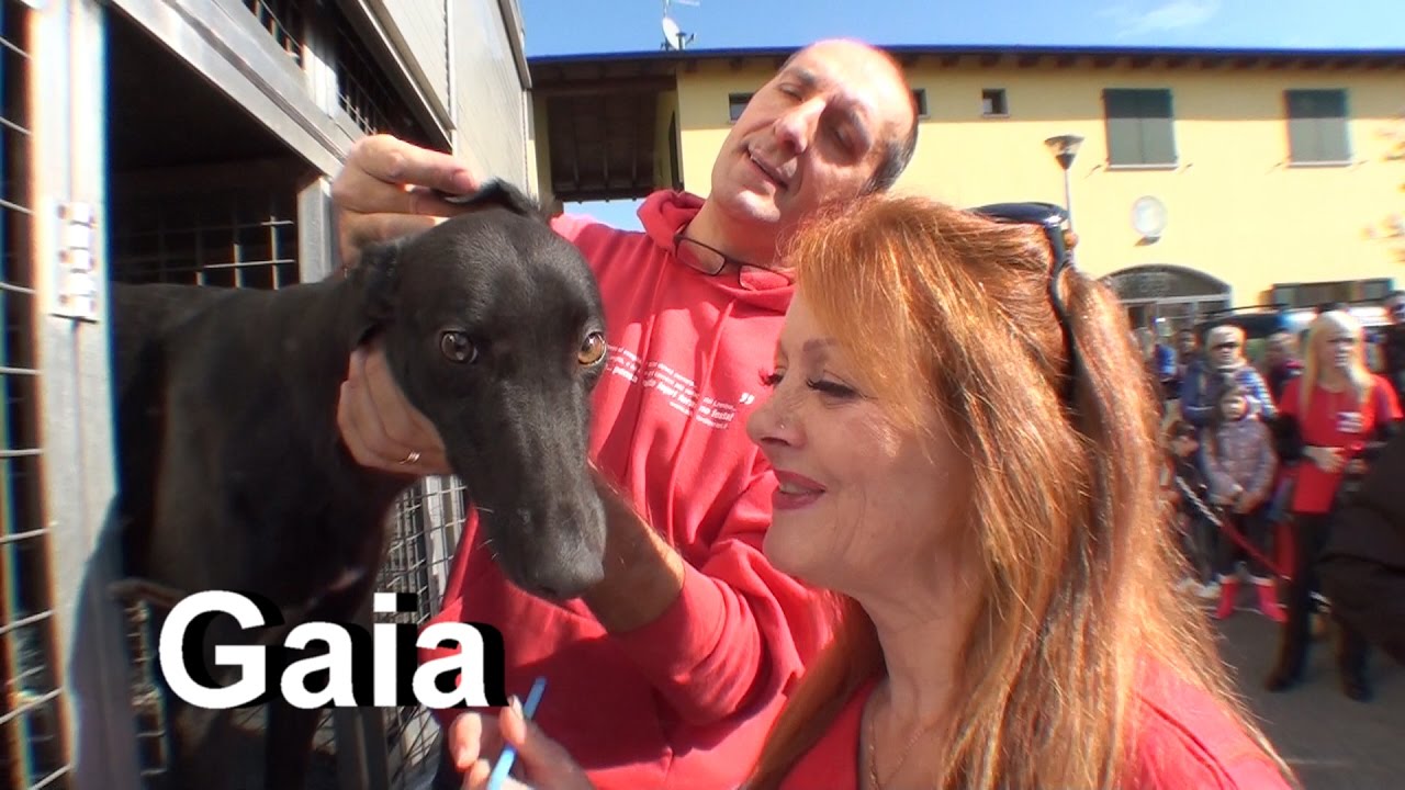 29 irish retired greyhound for gaci italy october 22   2016 movie