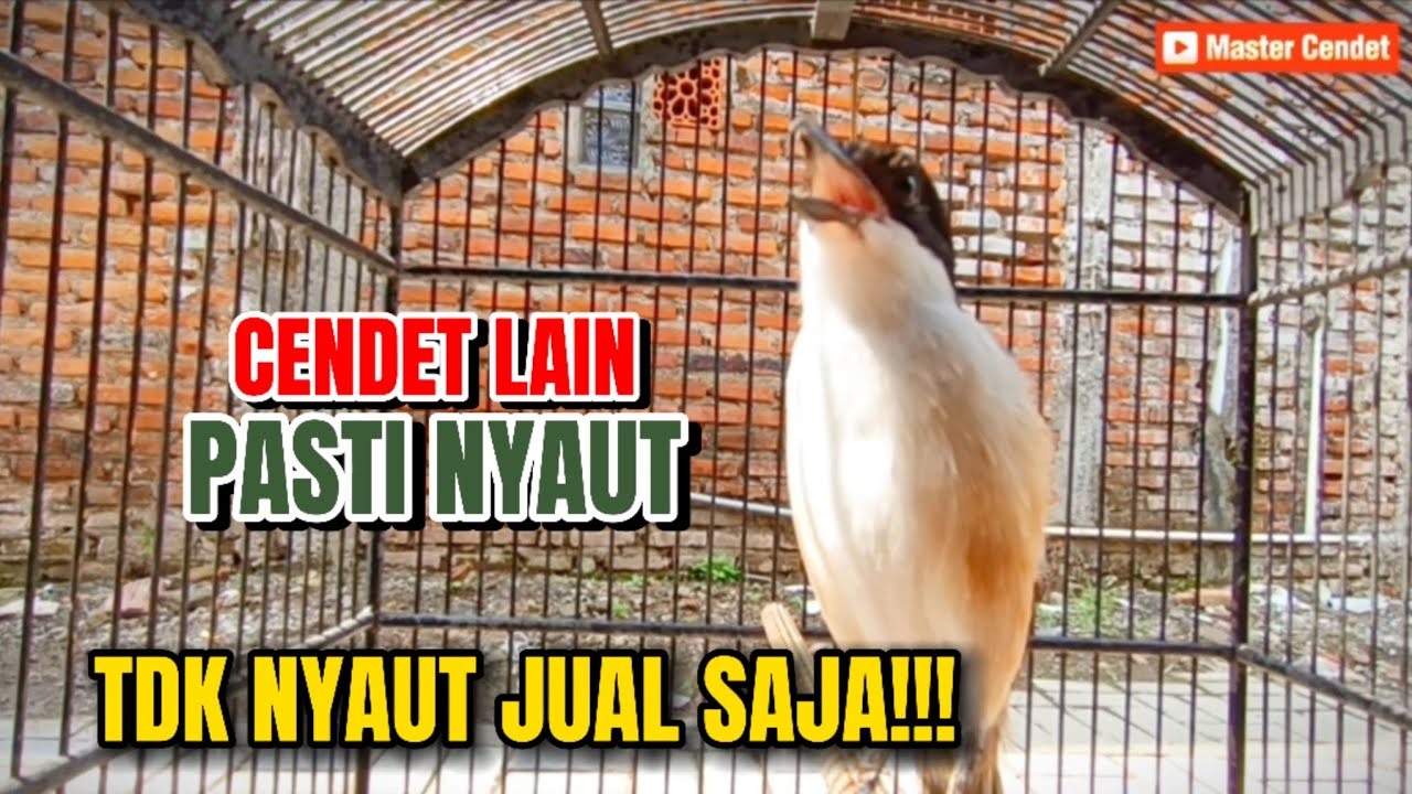 NGGAK NYAUT KEBANGETAN !!! SUARA CENDET GACOR FULL ISIAN, SUARA CENDET GACOR FULL TEMBAKAN,