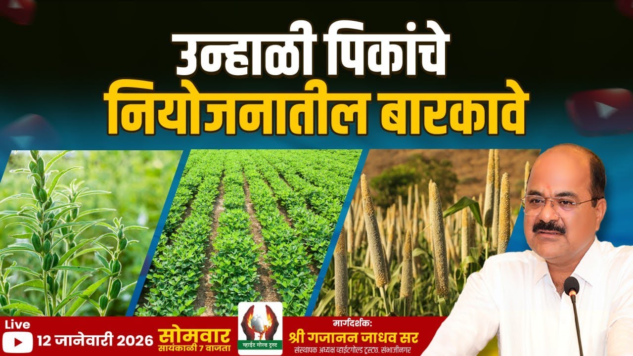 उन्हाळी पिकांचे नियोजनातील बारकावे