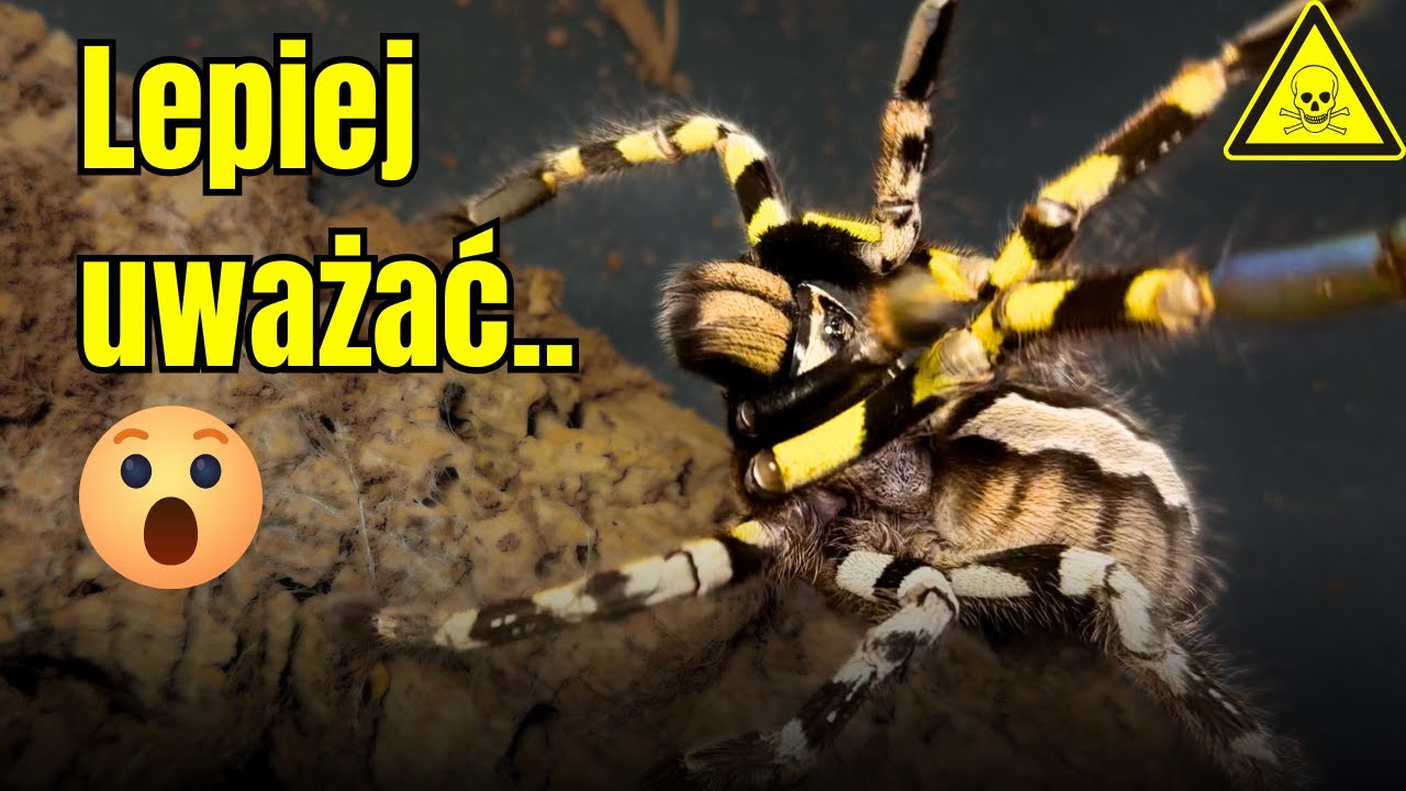 POE REGALIS dostała NOWY DOM! 😨 Oraz KONKURS! 🤩