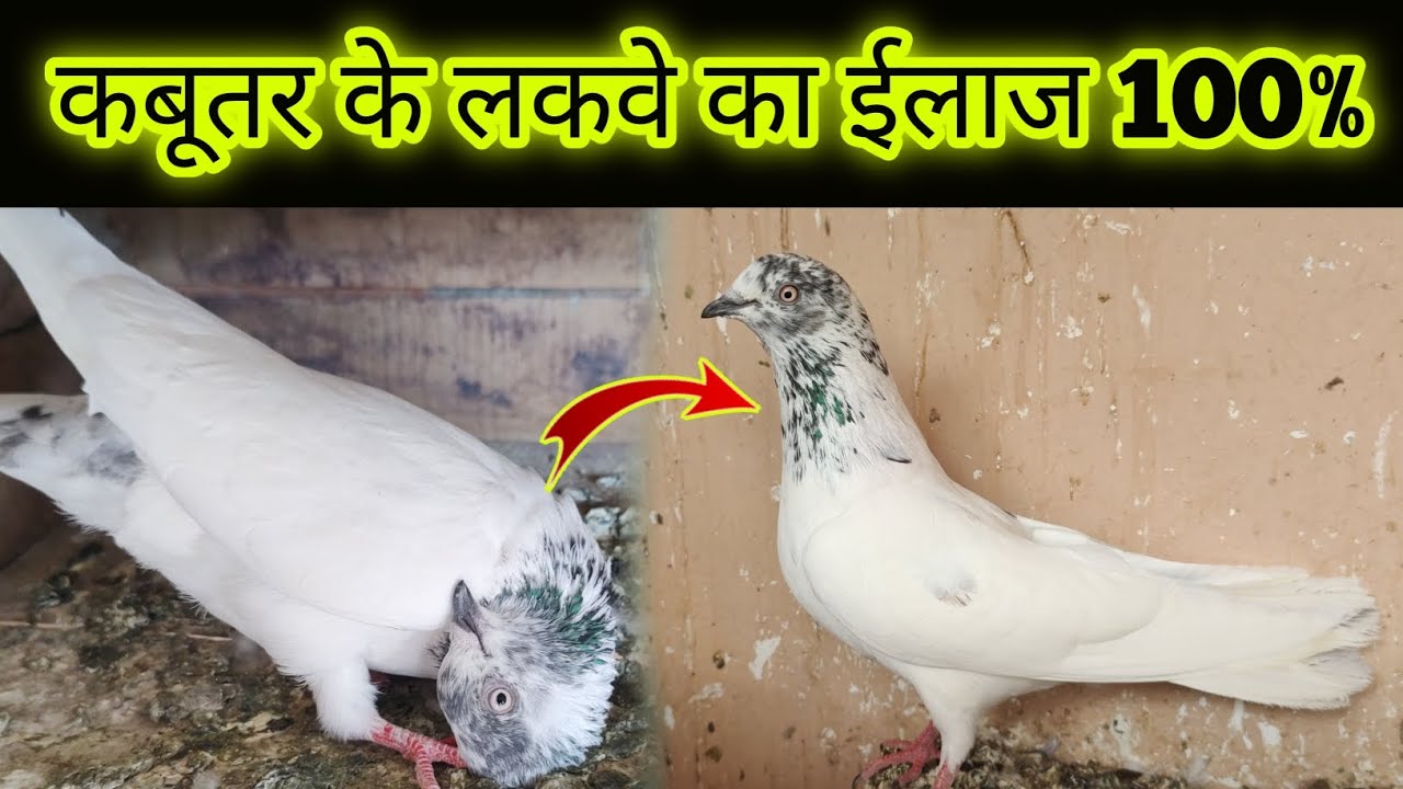 Kabootar Ke Lakwe Ka ilaj ।। कबूतर के लकवे का ईलाज 100%  ll  by tikamgarh pigeons
