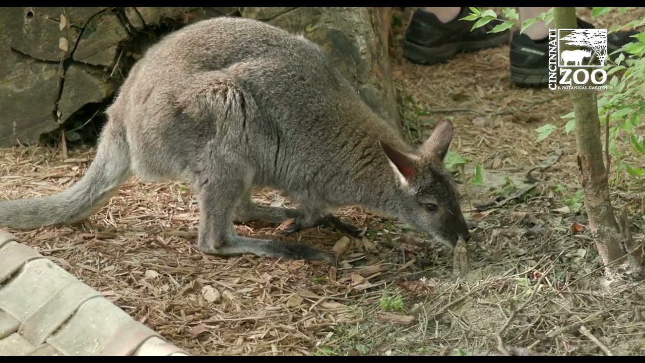 Wallabies Explore Their New Habitat - Cincinnati Zoo