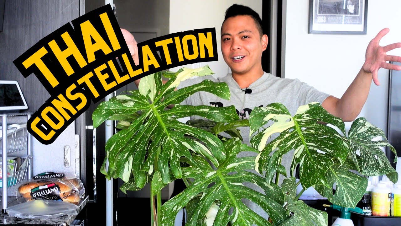 🌱 Monstera Thai Constellation Repot | Soil to LECA | Soil to Pon | Initial Transfer | houseplants 💚