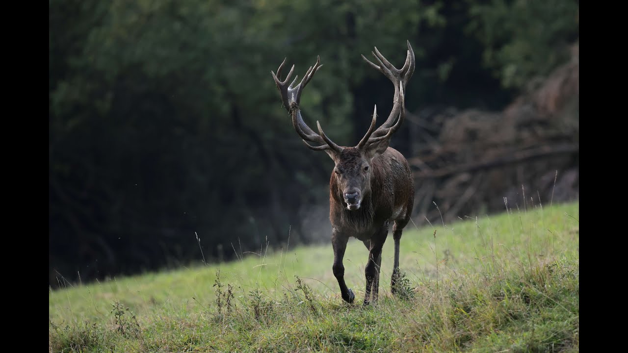 Jelenia ruja 2025 | Magické okamihy z Liptova