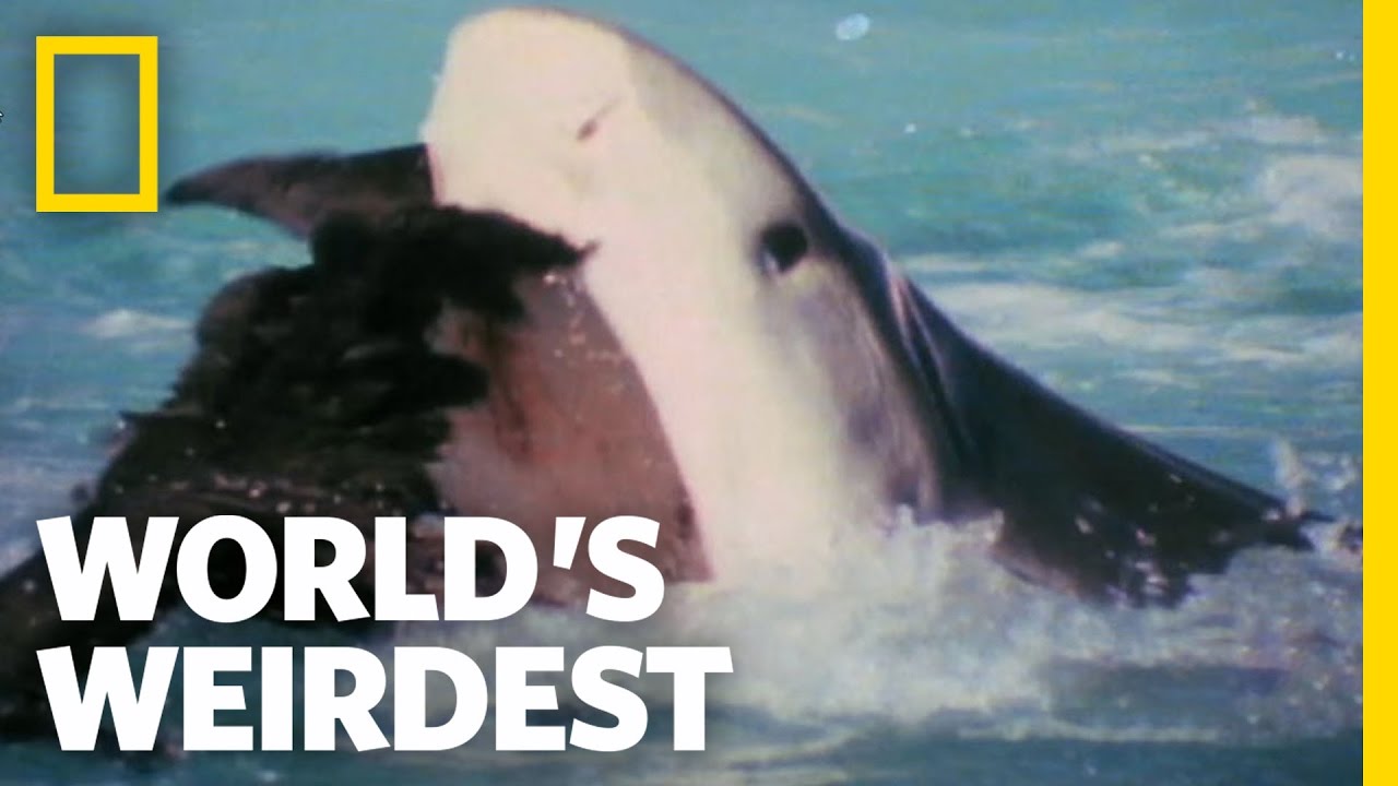 Albatross vs. Shark | World's Weirdest