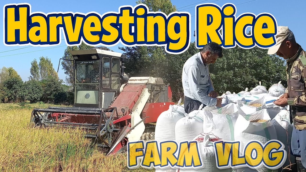 Harvesting rice | Rice Harvest Day 3: Combine, Pickup Trucks & Family Teamwork #riceharvestrice