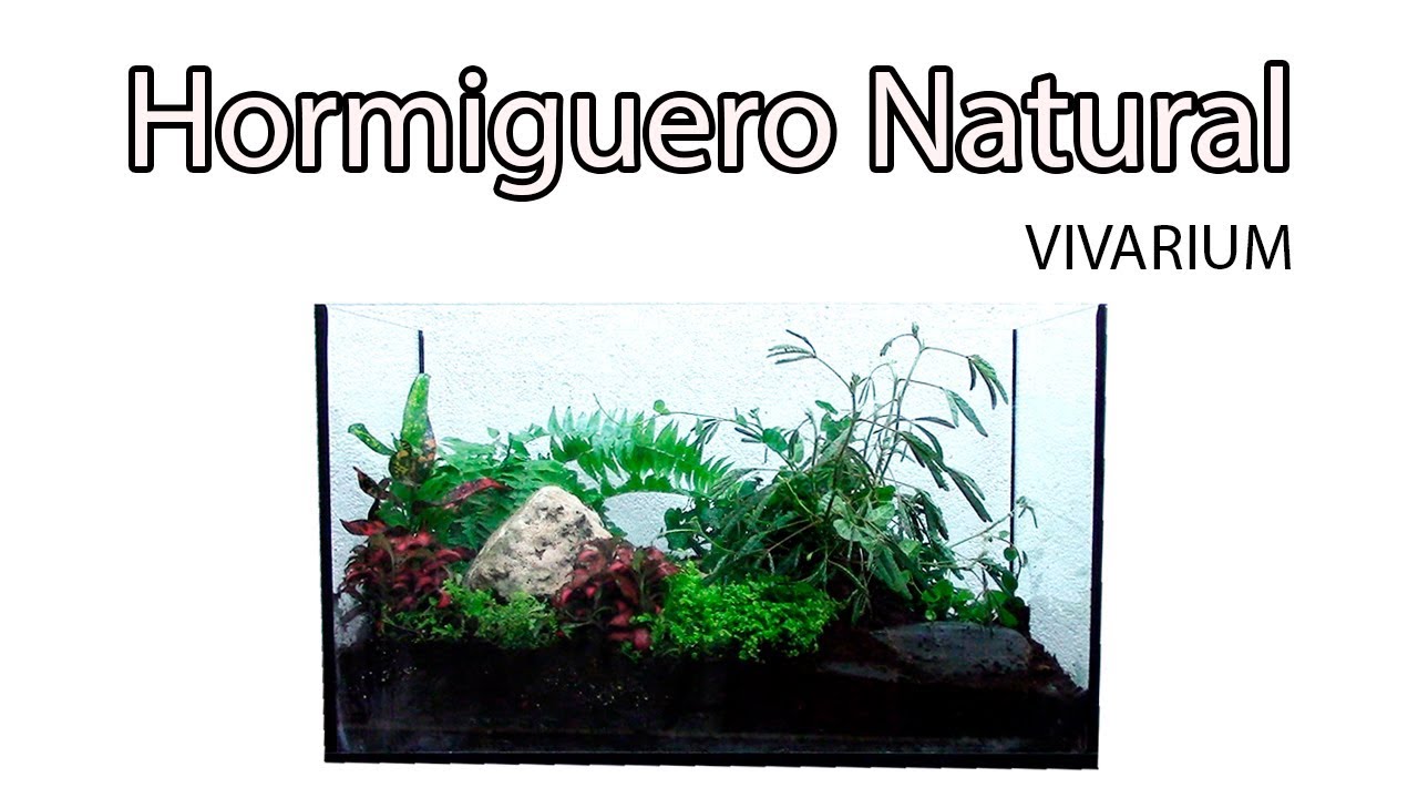 ANTenas|| Hormiguero Natural - Vivarium Bioactivo
