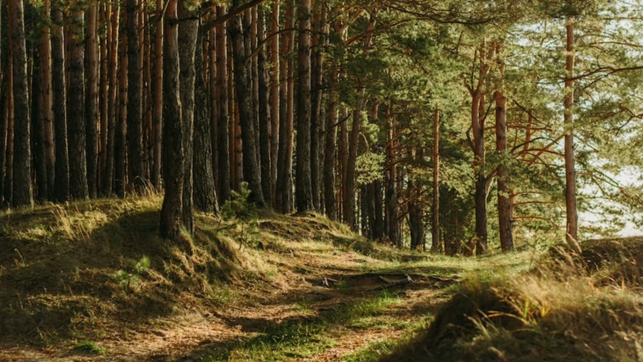 Therian forest meditation #2|For non-shifters & shifters (Extra long)